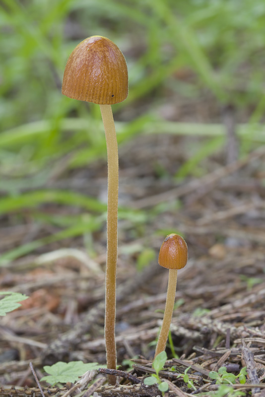 Conocybe pubescens